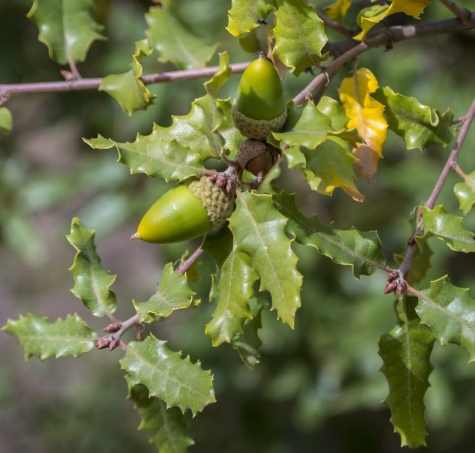 Chestnut Oak – Live Plant in Quart Pot – Native Shade Tree