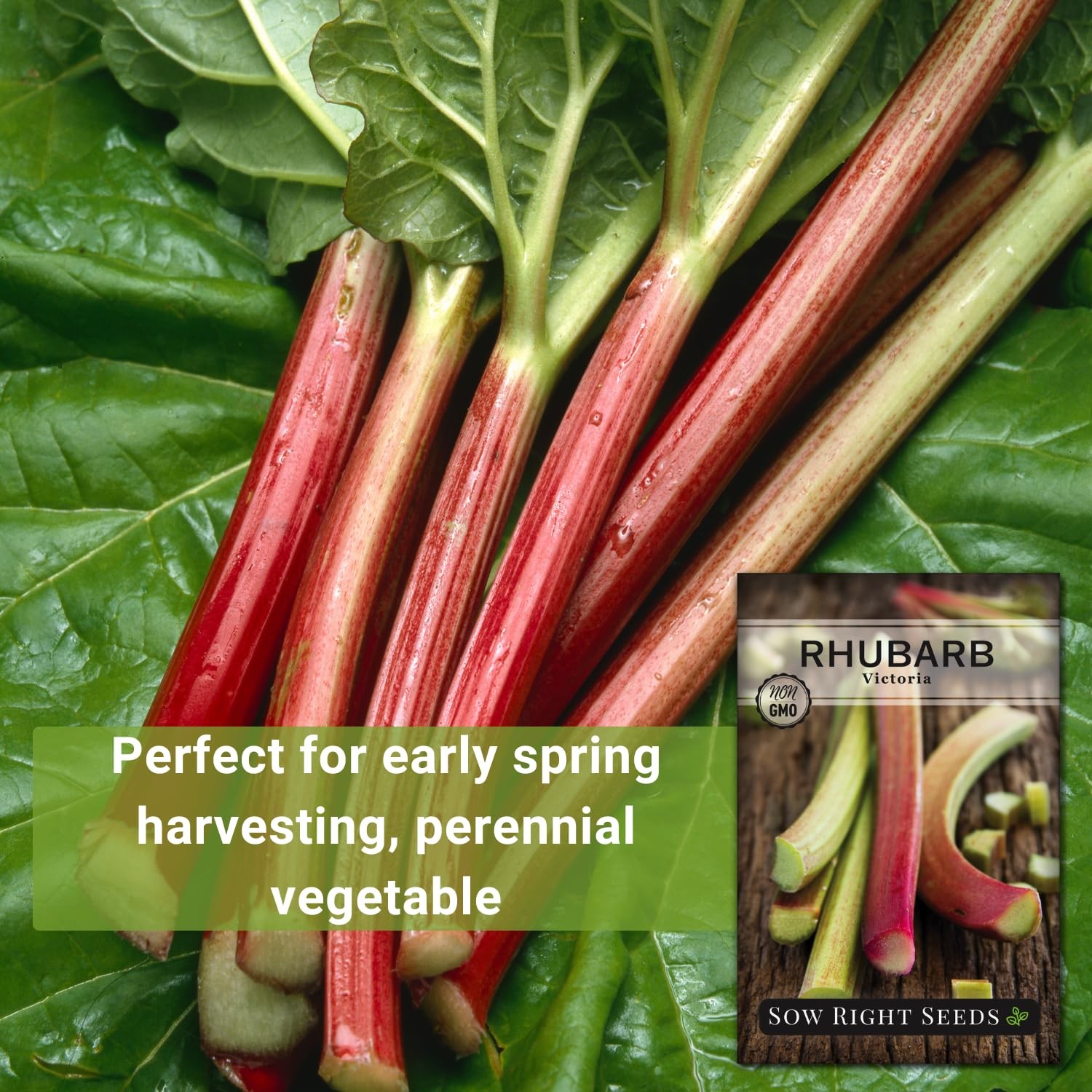 Sow Right Seeds – Victoria Rhubarb Seeds for Planting – Non-GMO Heirloom Packet