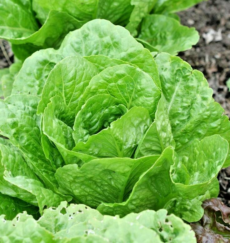 600+PARIS ISLAND Cos Romain LETTUCE Seeds Organic Spring Fall Garden Container