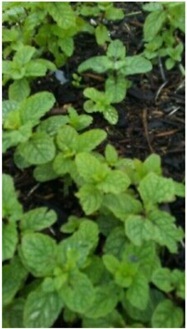 Spearmint plant rooted in soil 5″ – 8″
