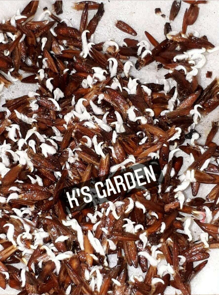 5 PCS RIVER LEAF VINE SEEDS , HAT LÁ GIANG |HIGH GERMINATION RATE 85%|