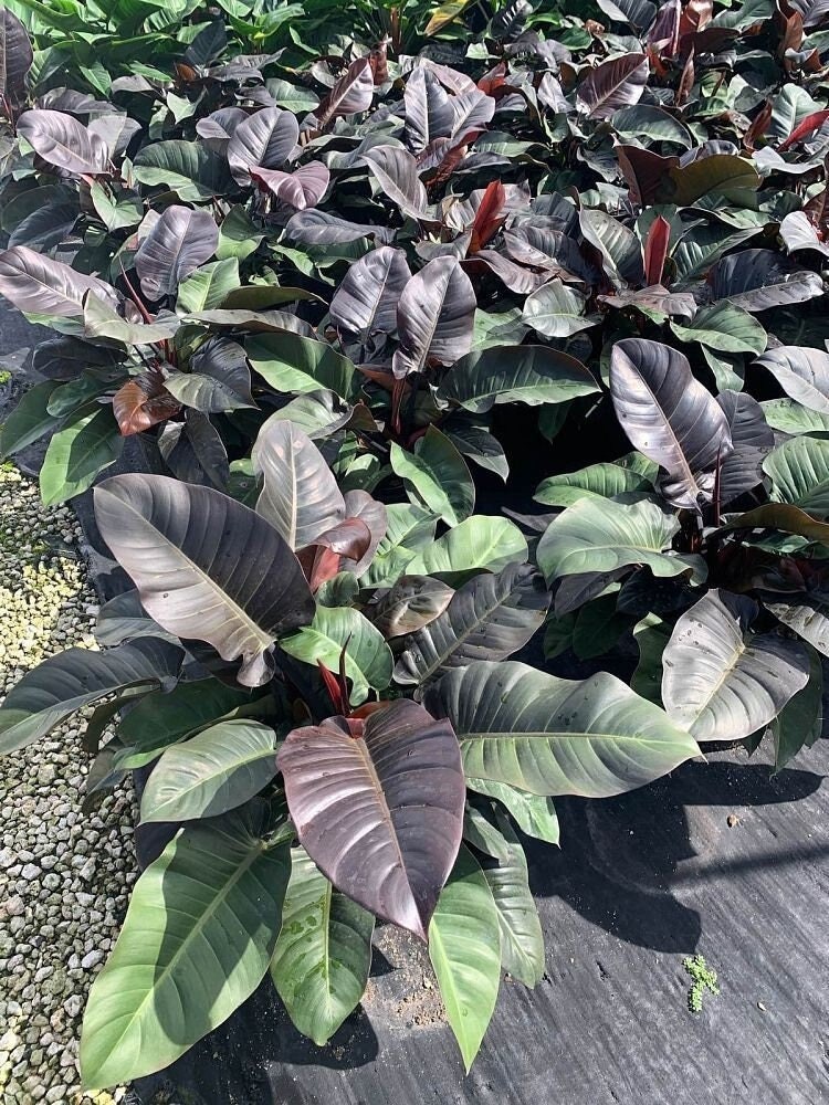Philodendron Black Cardinal Live Tropical Houseplant Easy Care Indoor Plant