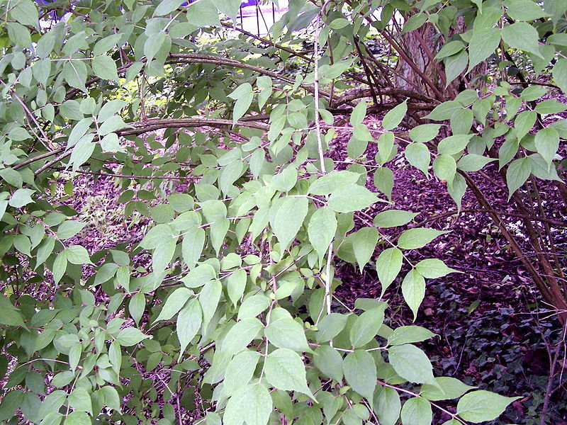Beauty Bush, Kolkwitzia amabilis, Shrub Seeds (Showy, Hardy)