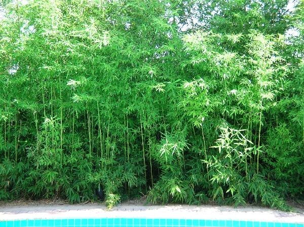 Seabreeze Bamboo/Bambusa Plant- 1 Gallon Size