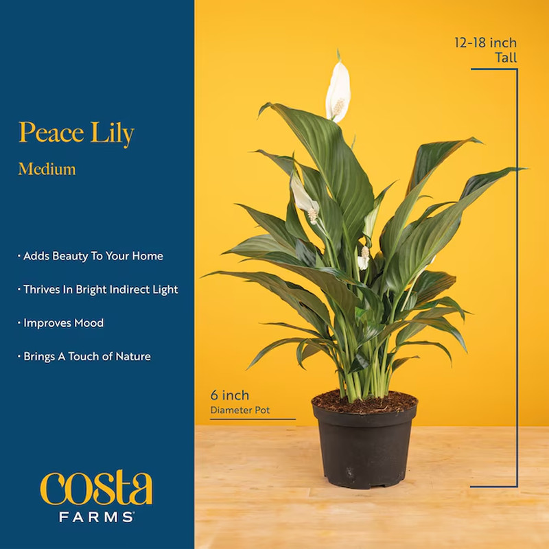White White Spathiphyllum, Peace Lily Plant in 6 Inch Pot 1.0 -Pack