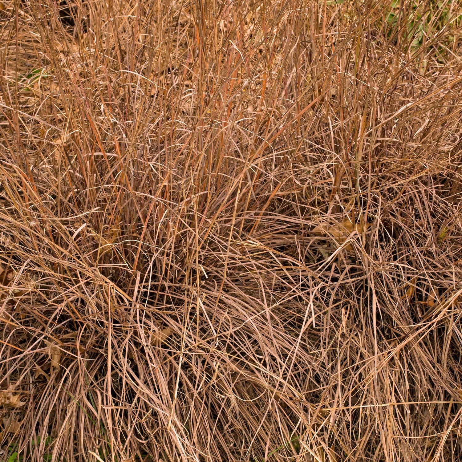 Perennial Little Bluestem Grass Seed – 1 Lb. Warm Season, Drought Resistant, Lon