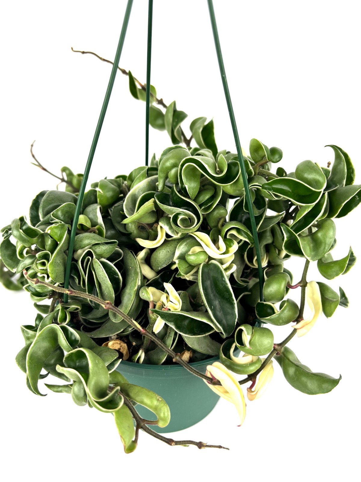 Variegated Hoya Hindu Rope Large Trailing House Plant, 6″ Hanging Pot