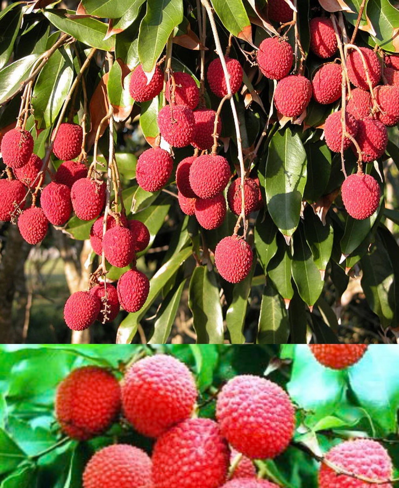 Lychee tree Mauritius air layered 3-4ft Tall. We Ship To CA &PR. Real Pics