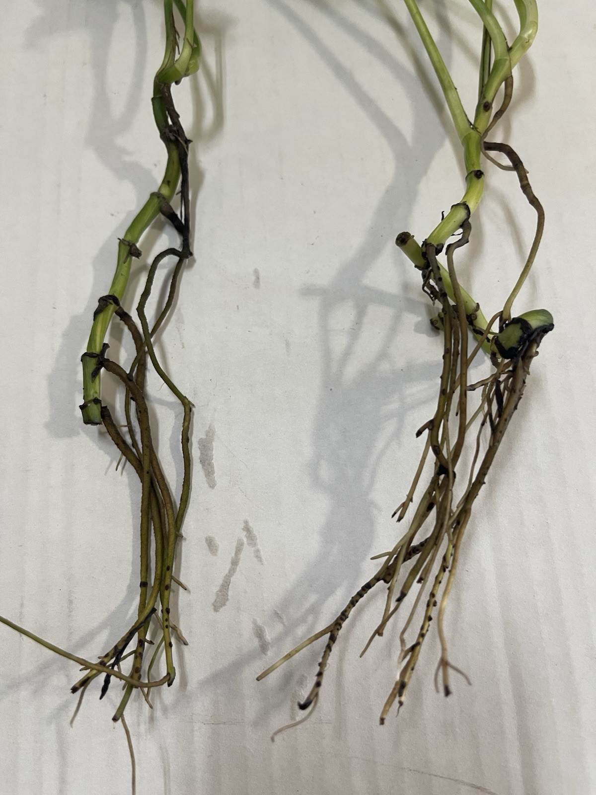 Pothos Indoor Live Plant 7in – 10in Cutting 3PC Well Rooted NO POT Good In Water