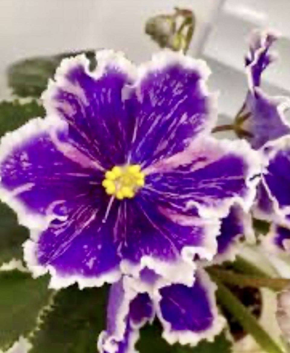 African Violet Plant LE Galakticheskij shtorm /Galactic Storm Starter