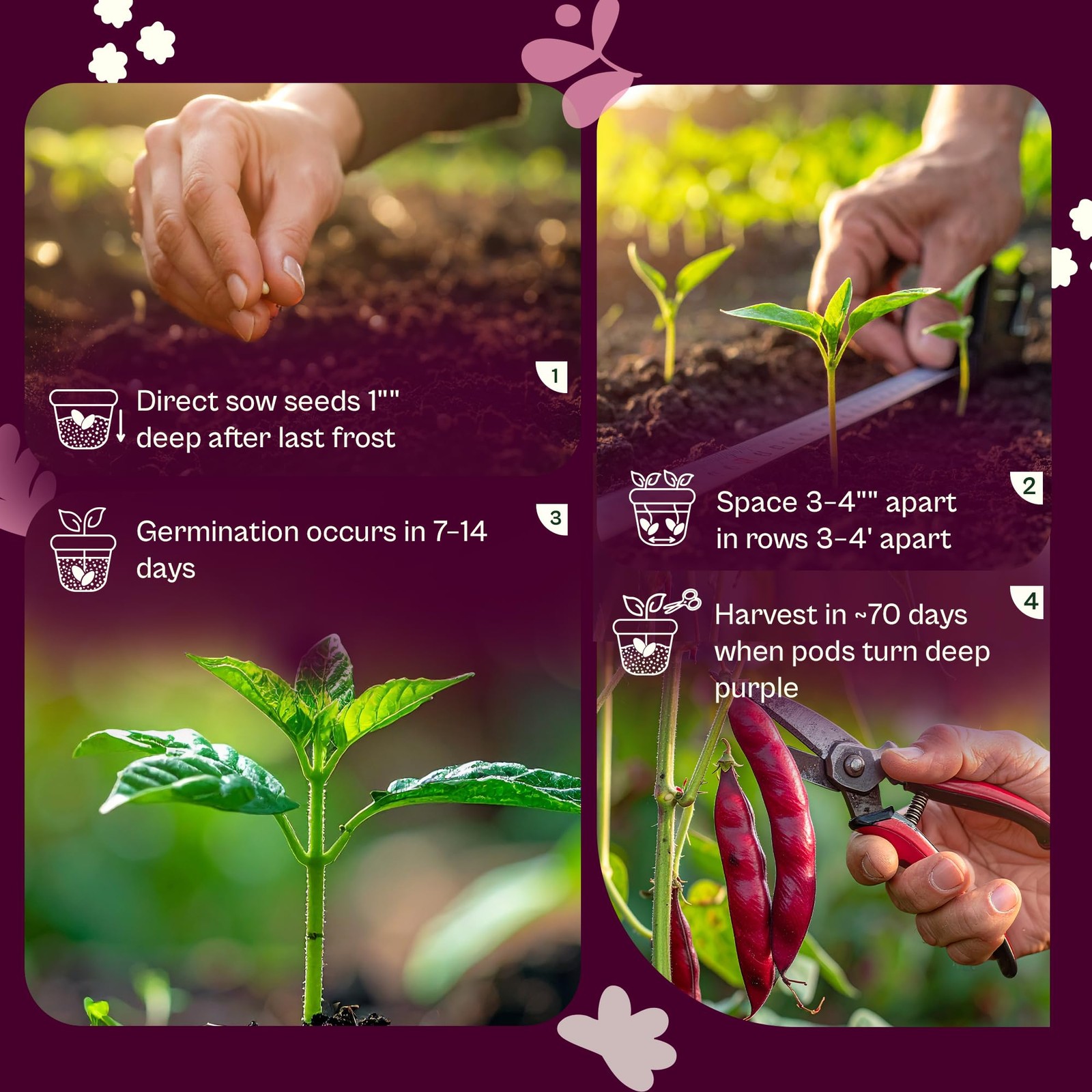 SVI 200 Mississippi Pinkeye Purplehull Pea Seeds (Vigna Unguiculata) – Purple