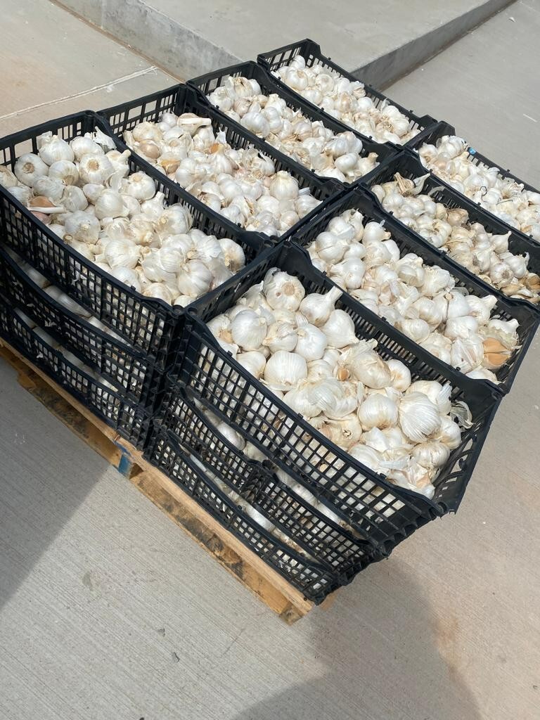 Elephant Garlic (Ajo Elefante) Sorted Bulbs! Great for Fall Planting!