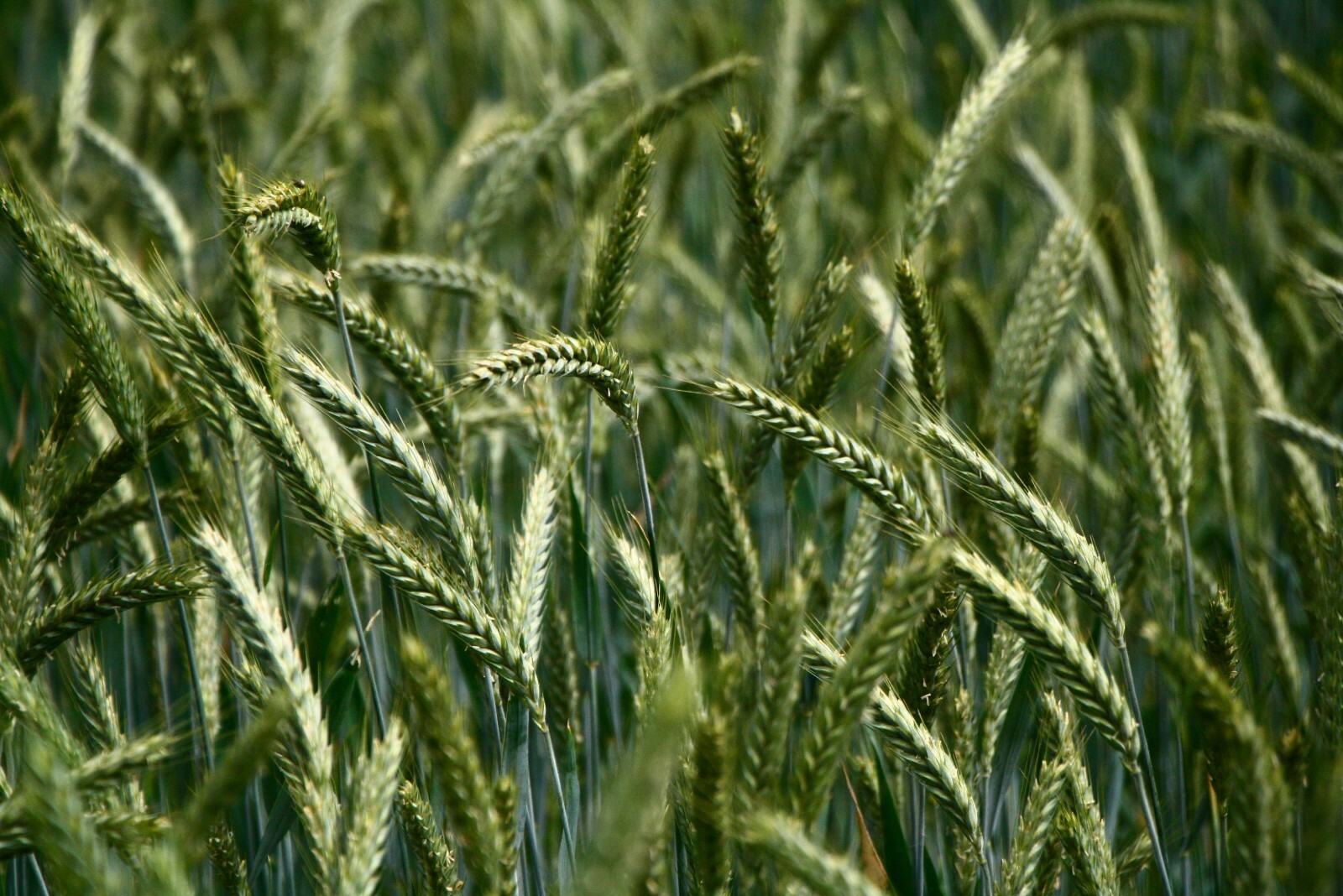 Organic Maris Widgeon -Ancient Heirloom Wheat – 100 Seeds- Stater Pack