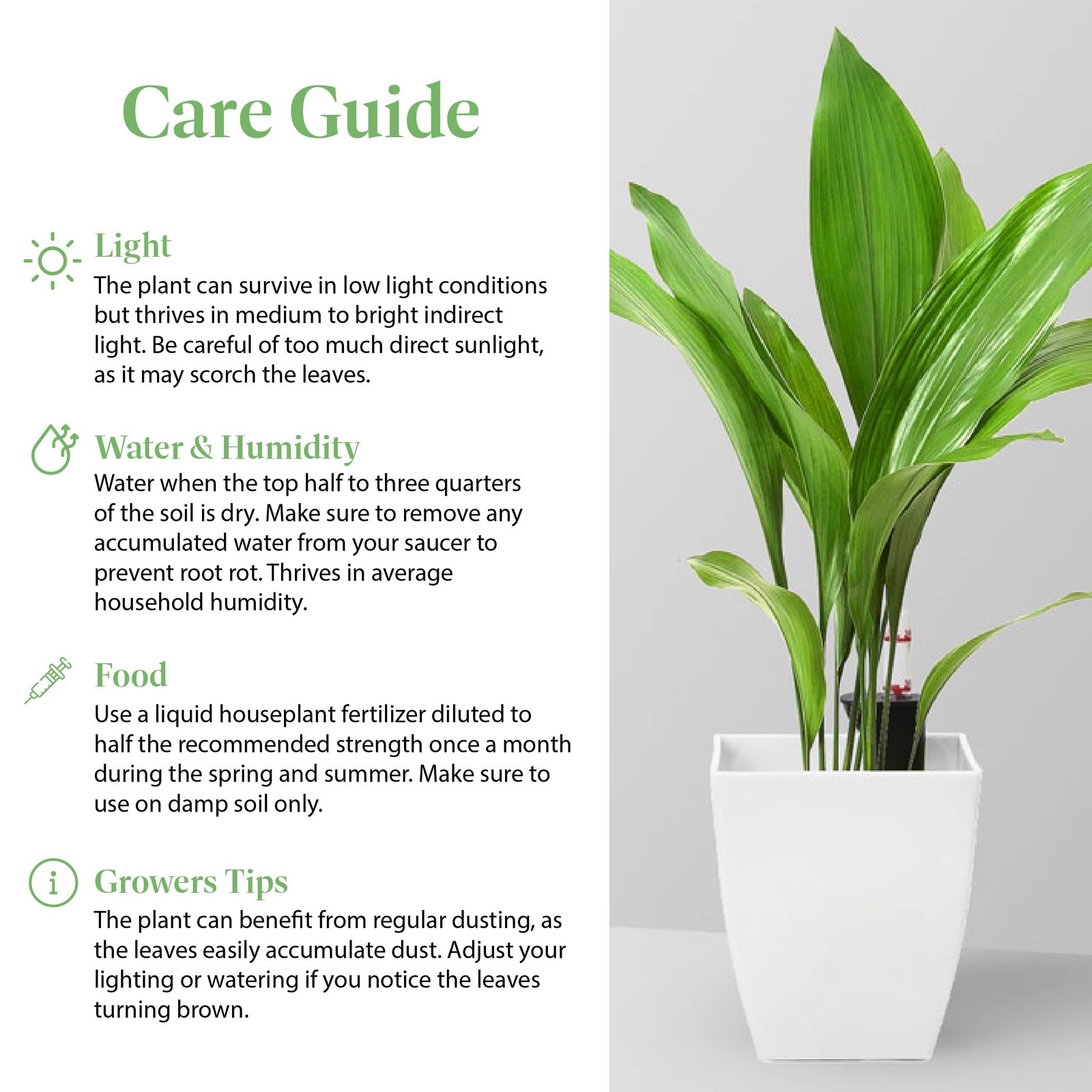 American Plant Exchange American Exchange Cast Iron 10-Inch Potted Evergreen