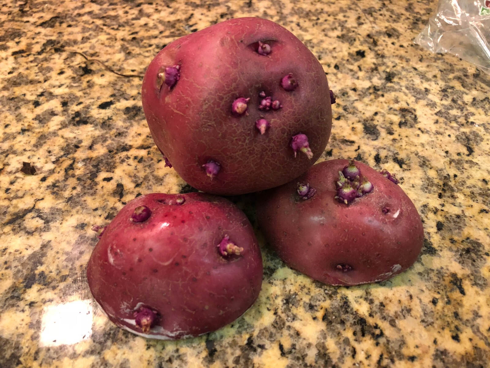 Simply Seed™ – 5 LBS – Red Norland Potato Seed – Non GMO – Naturally Grown – Ord