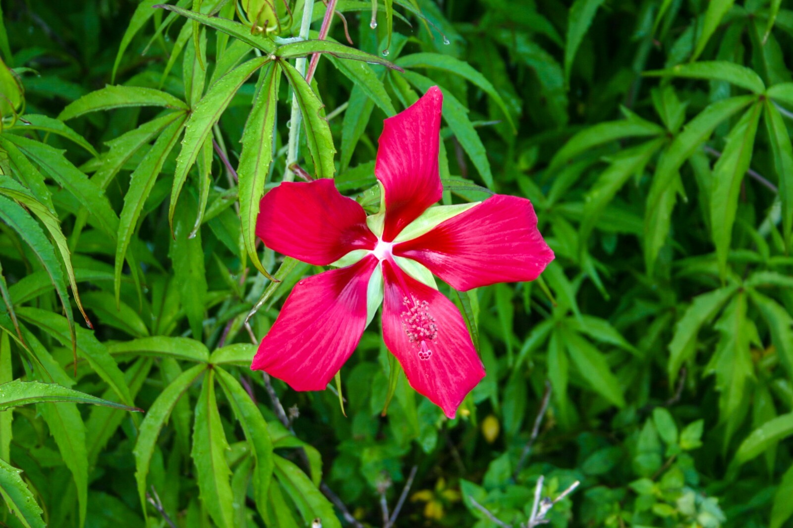 Red Scarlet Water Hibiscus Tropical Aquatic Pond/Bog Plant – Buy 2 Get 1 Free