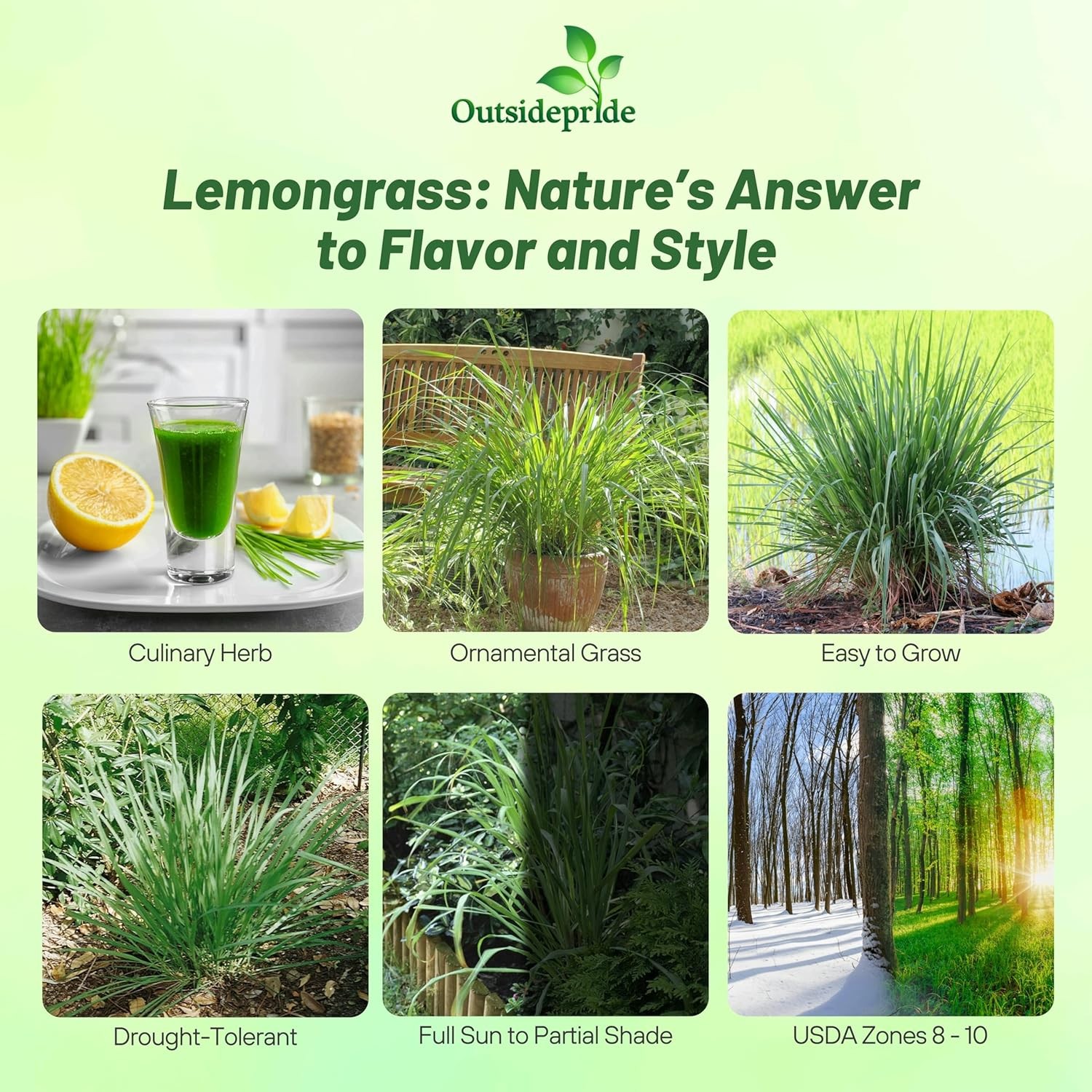 2000 Seeds Lemon Grass Seeds For Planting – Cymbopogon Flexuosus Ornamental