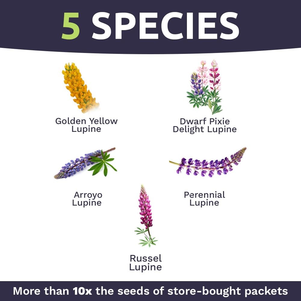 Bulk Lupine Mix Wildflower Seeds 1/4 Pound Bag – Over 4,500 Untreated Annual …