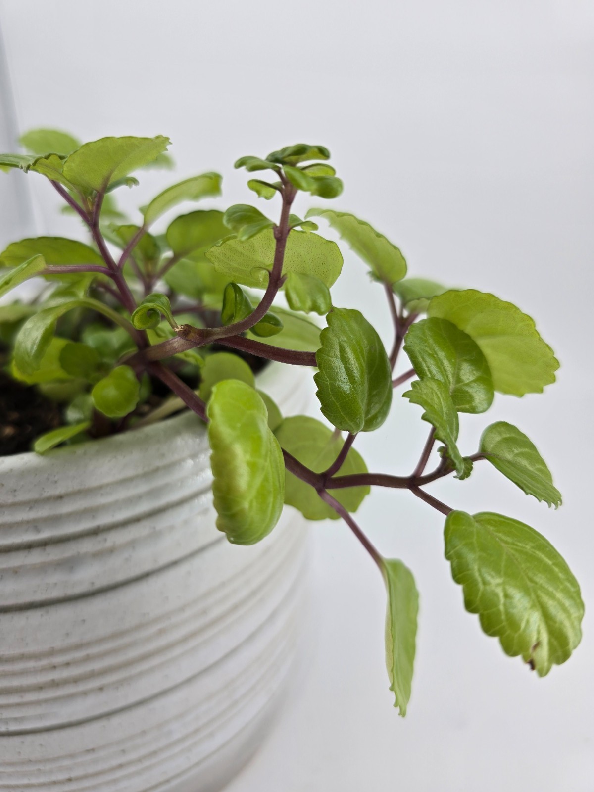 Swedish Ivy| Plectranthus Verticillatus| Live Plants Rooted in 4″ Nursery Pot