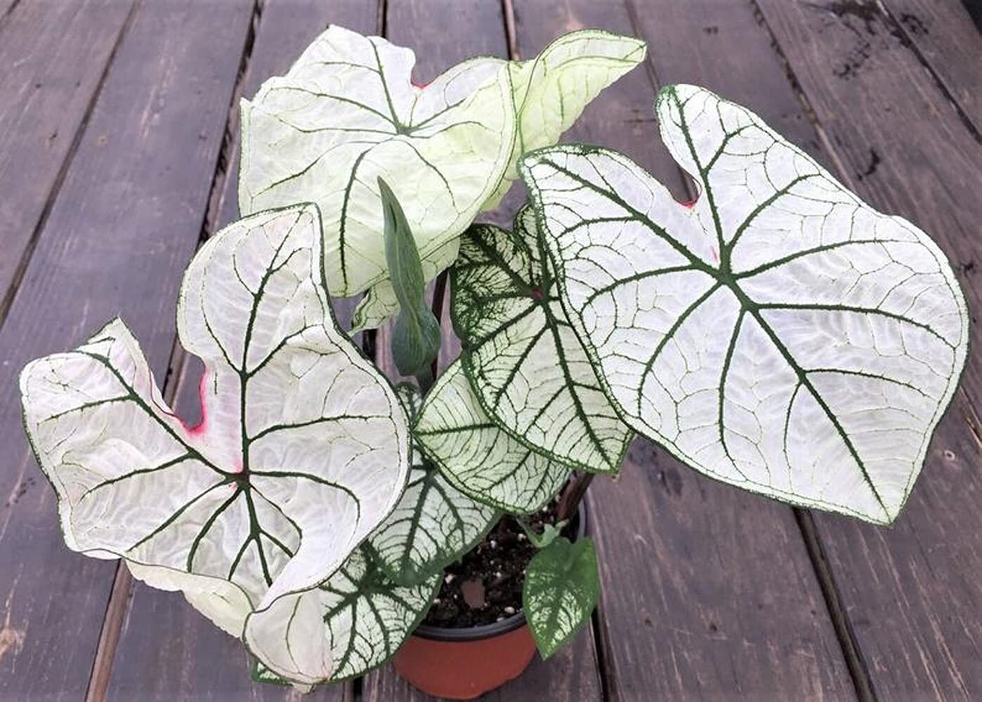 Caladium ‘Candidum Jr’ Bulbs – Size #2 (4 Bulbs, 1″–1.5″) Easy to Grow Foliage