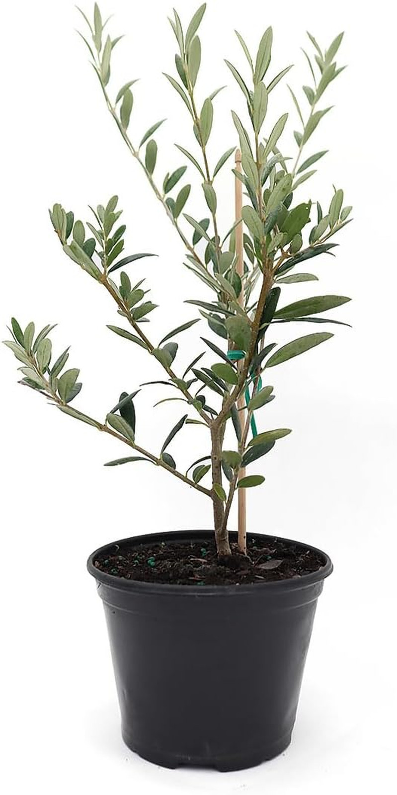 American Plant Exchange Live Arbequina Olive Tree with Fruits Plant Pot for …