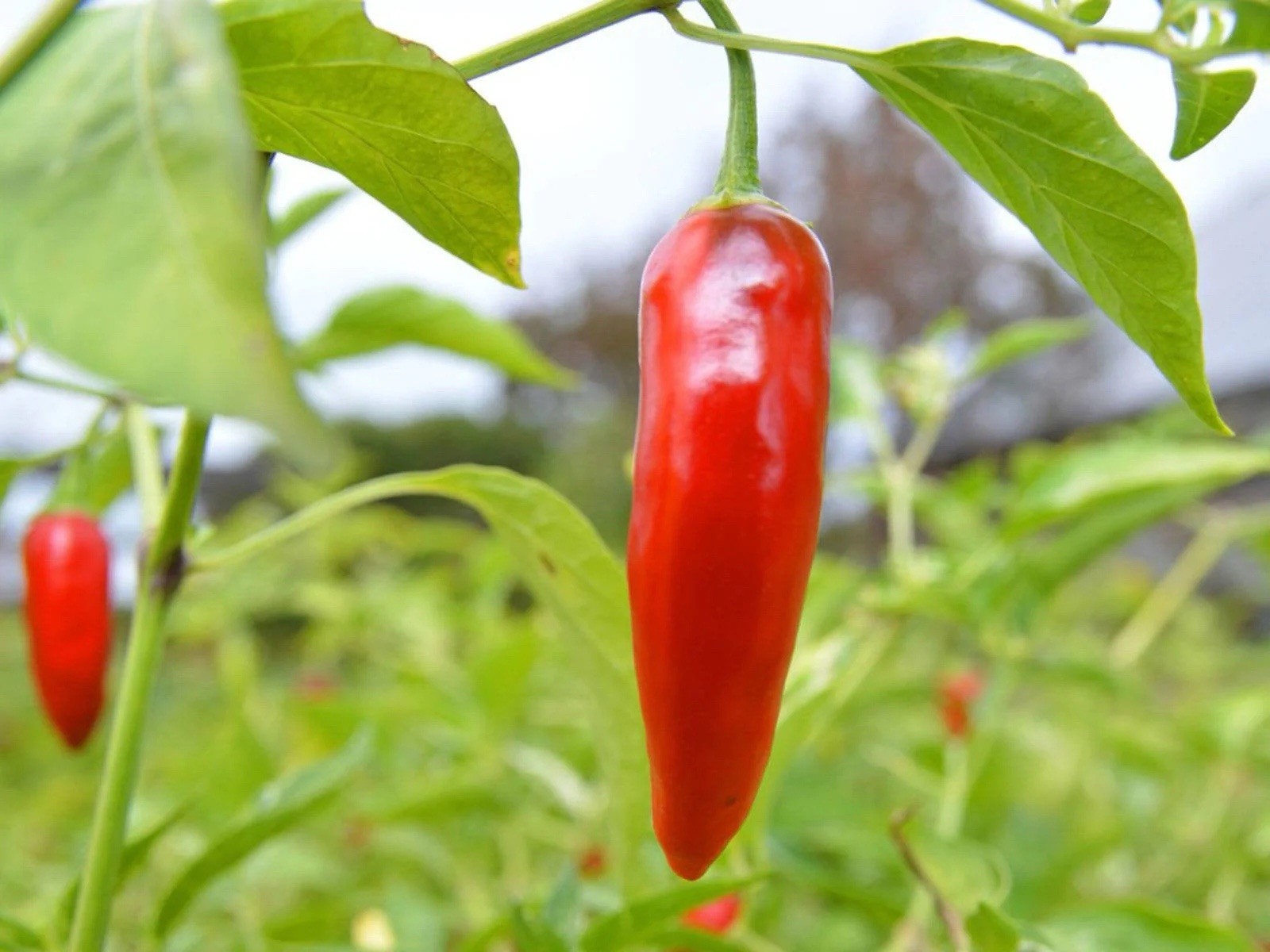Giant Thai Hot Pepper 25 Heirloom Seeds Fresh Harvest Free Shipping
