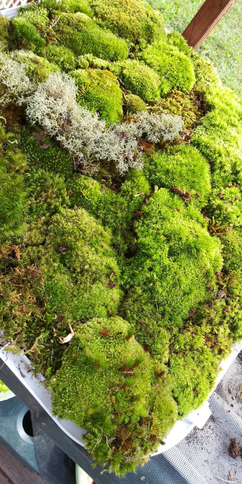 [2] 6×9 Bags Sheet/Fern/Mood Moss Assortment for Terrarium Vivarium Fairy Garden