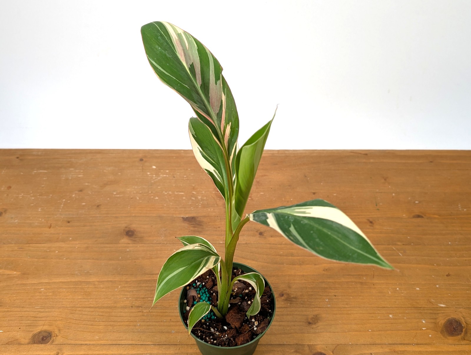 Musa Nono Pink Variegated Banana Tree