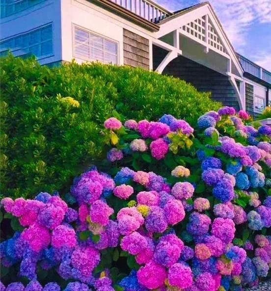 35pcs Blue Pink Purple Hydrangea Seeds – Stunning Blue, Pink, Pruple