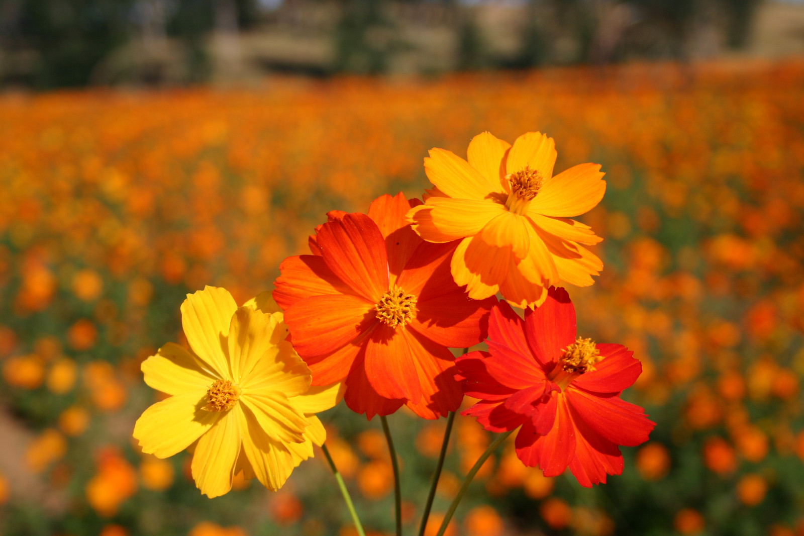 200+ Sulphur Cosmos Seeds – Bright Lights – NON GMO – Hummingbirds – Butterflies