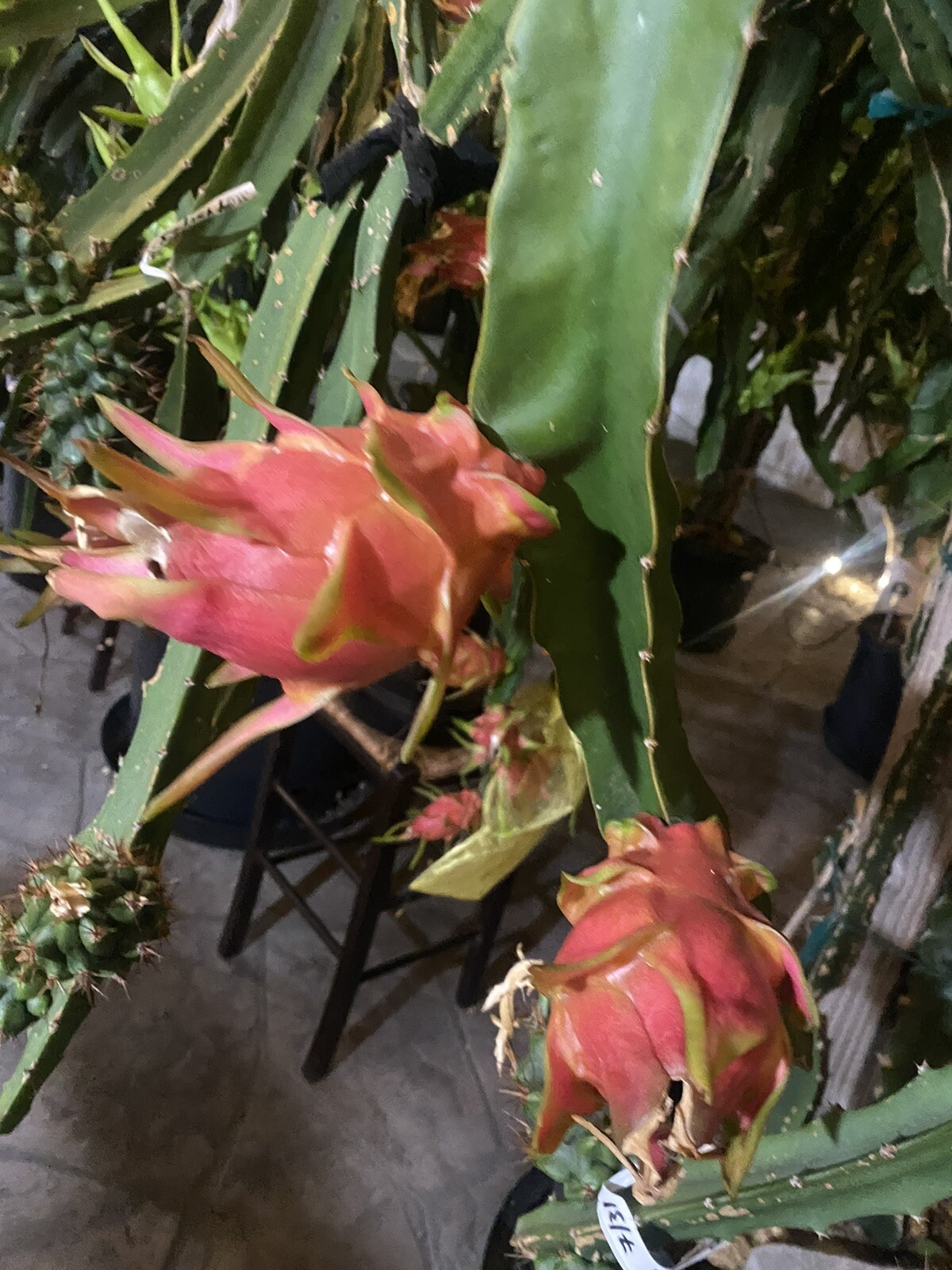 One Vietnamese White DRAGON FRUIT CUTTING 8- 12 Inches