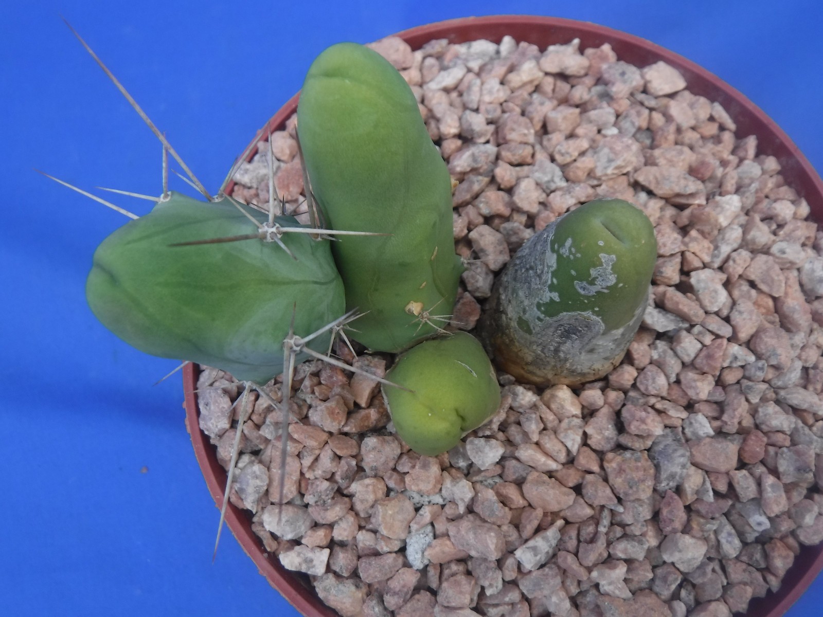 Rare Monstrose Cactus TBM 3″ Tall 3″ wide CLUMP Short Form 4 Segments! L6