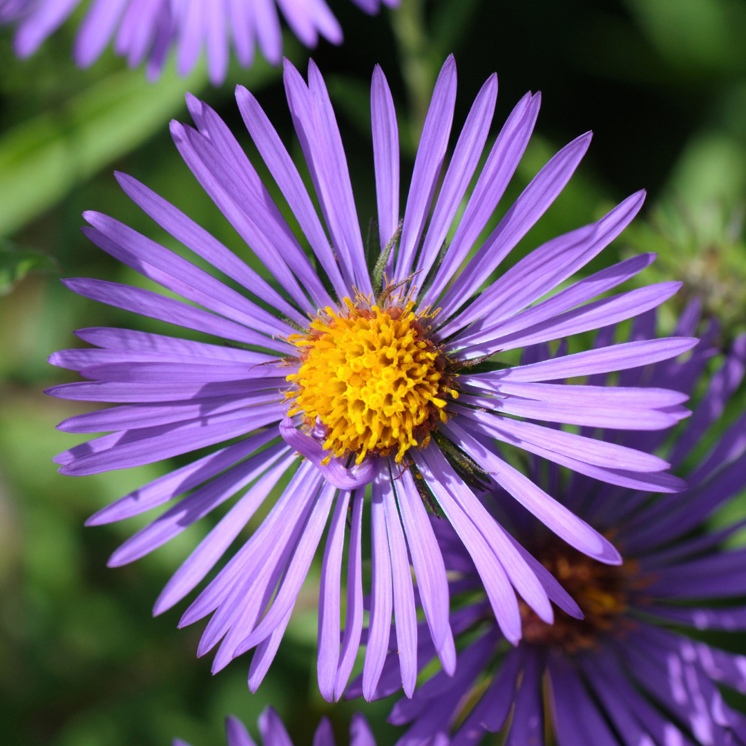 Fresh Premium New England Aster Seeds | Heirloom Non-GMO | Flower Seeds