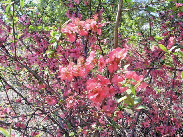 15 PINK LADY JAPANESE QUINCE SEEEDS – Chaenomeles speciosa ” Pink lady “