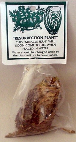 Rose of Jericho Resurrection Fern – Polypodium – 1 Count (Pack 1),