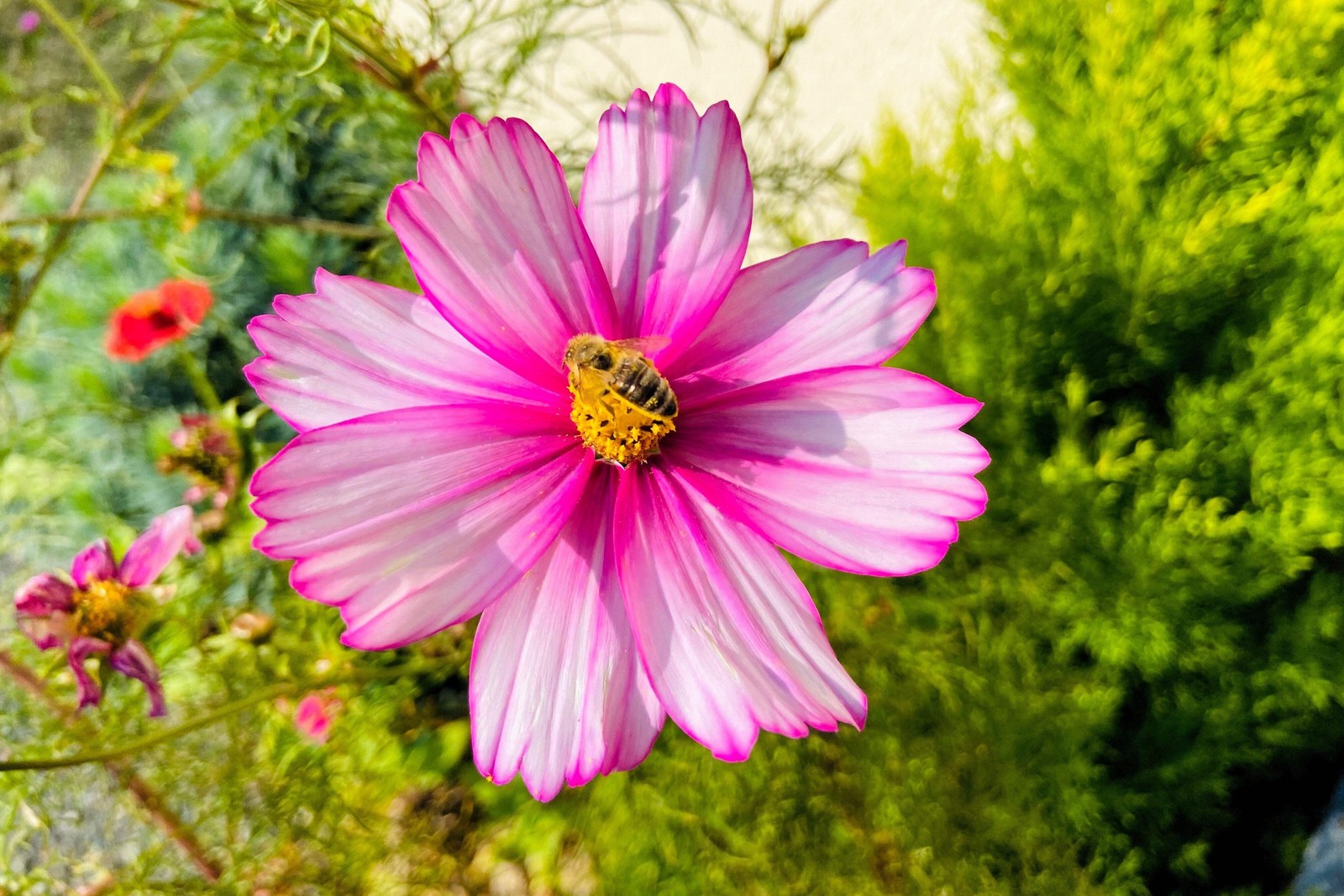 300 CANDY STRIPE COSMOS Cosmos Bipinnatus Flower Seeds