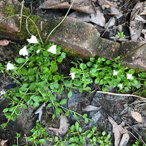 1 Mazus reptans Alba Steppable Groundcover 3-1/2 inch Pot Shipped without Pot