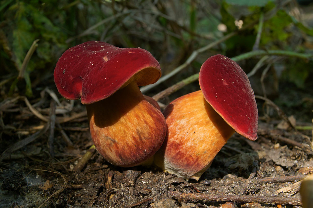 Seeds Mushroom Boletus Red (Xerocomus rubellus) Mycelium Spawn Spores Organic