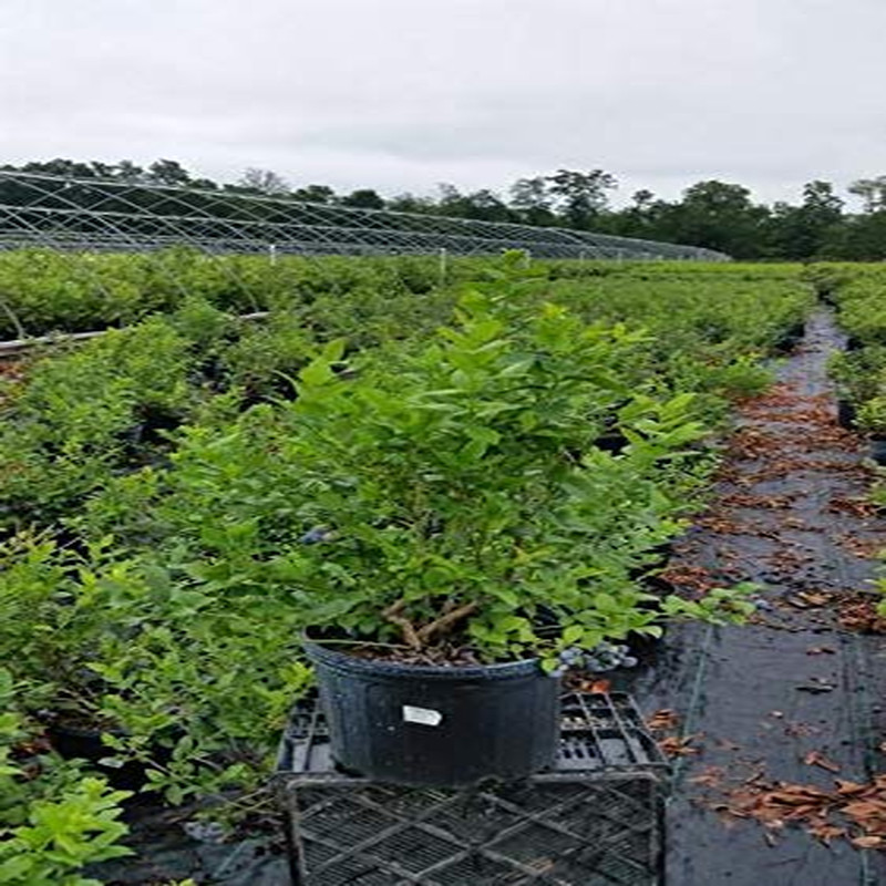 Green Promise Farms Vaccinium Corymbosum Bluecrop Highbush Blueberry