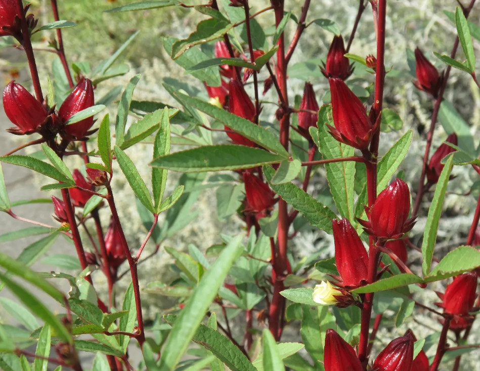 Roselle Hibiscus Plant – 4-8″ Tall – Edible Red Calyx Plant for Tea, Gardens