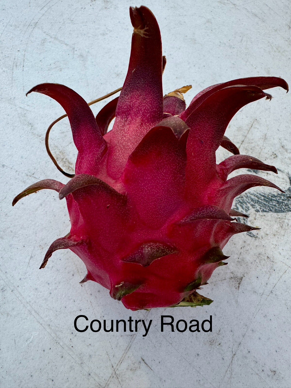 3 DRAGON FRUIT CUTTINGS 8-14 Inches check the description