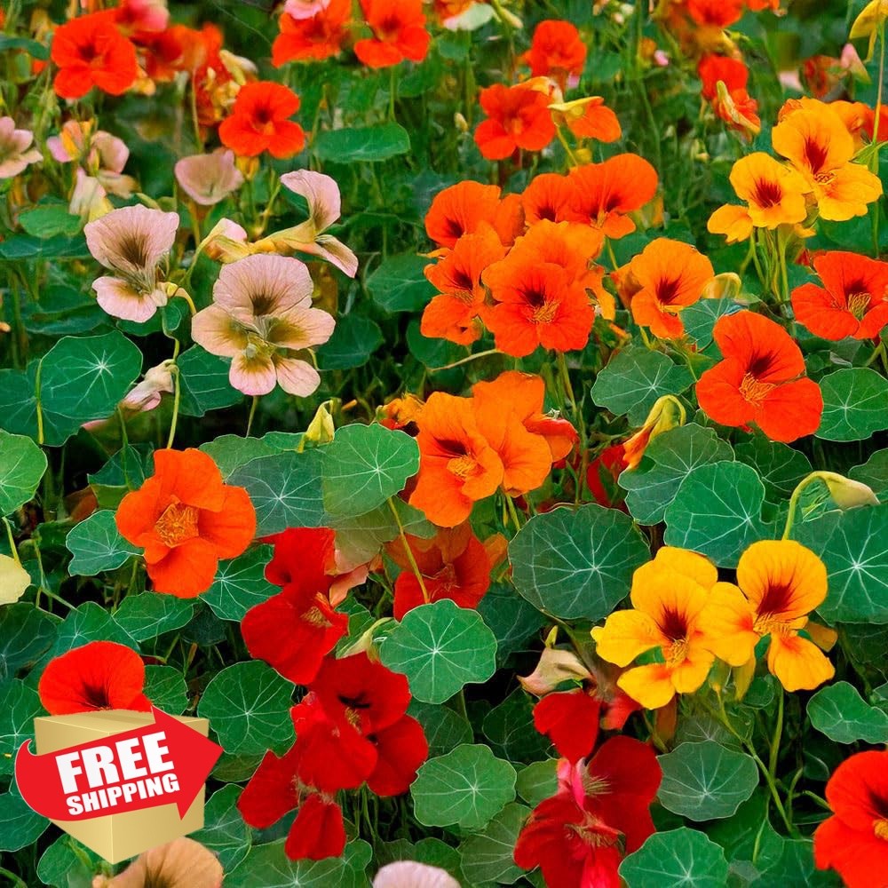 Carpet Creeping Nasturtium Seeds for Planting Annual Climbing