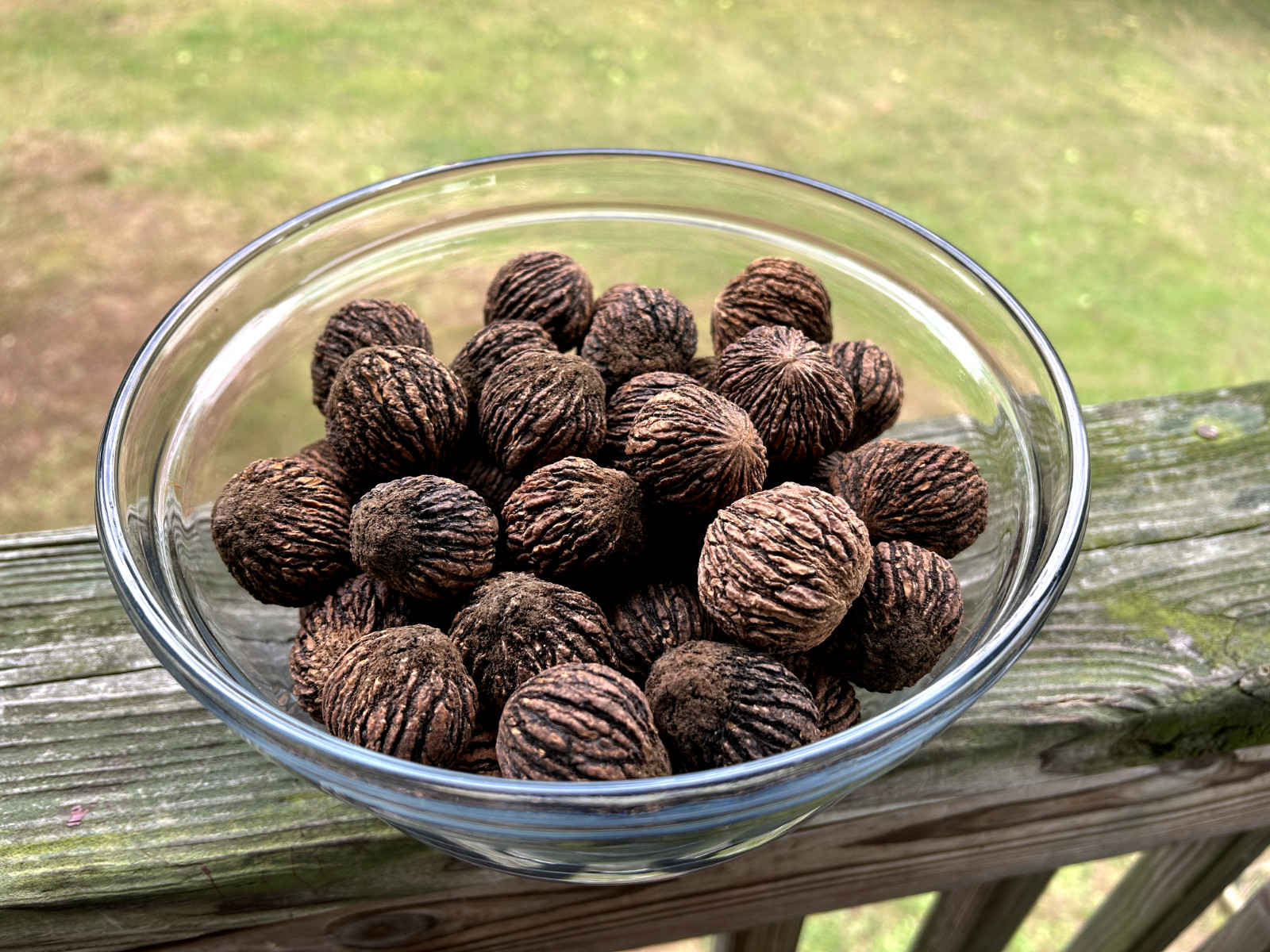 BLACK WALNUTS: 5lb Box Organic 2025 Harvest, Naturally Grown in Maryland.