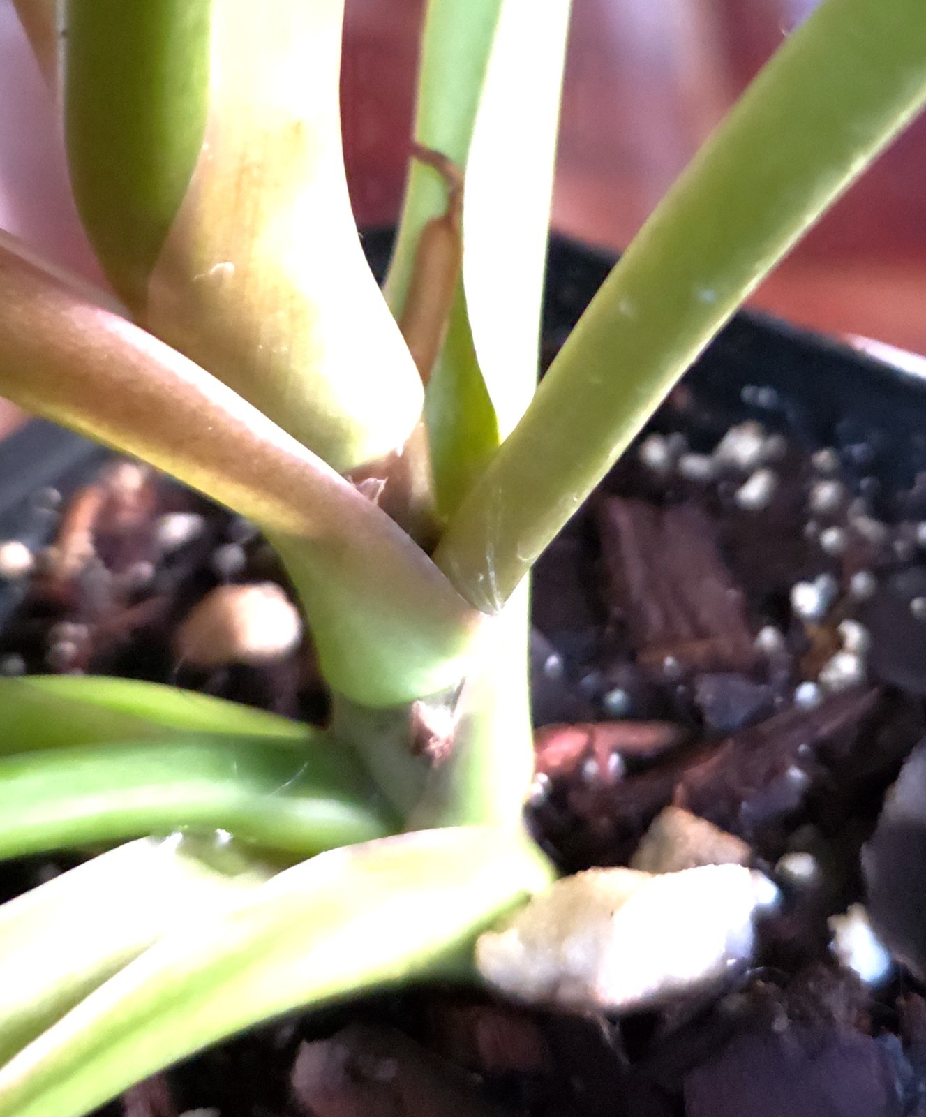 RARE Philodendron Billietae X Sagittafolium Pink Flushed 21″ Wide Not Monstera