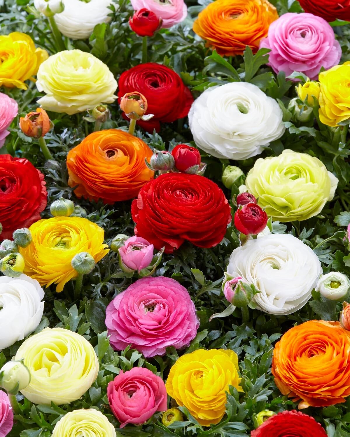 Mixed Peony Ranunculus Bulbs, 12 Large Size Corms, Multi-Color Blooms for