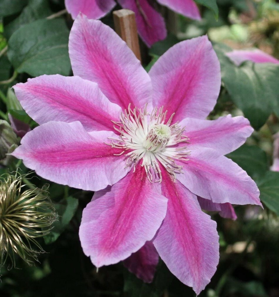 Clematis Dr.Ruppel White And Pink Blooms Perennial Outdoor Live Plant 2.5″ Pot