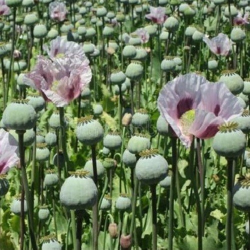 20,000 Untreated Organic Tasmanian Papever Somniferum Poppy Seeds for Planting