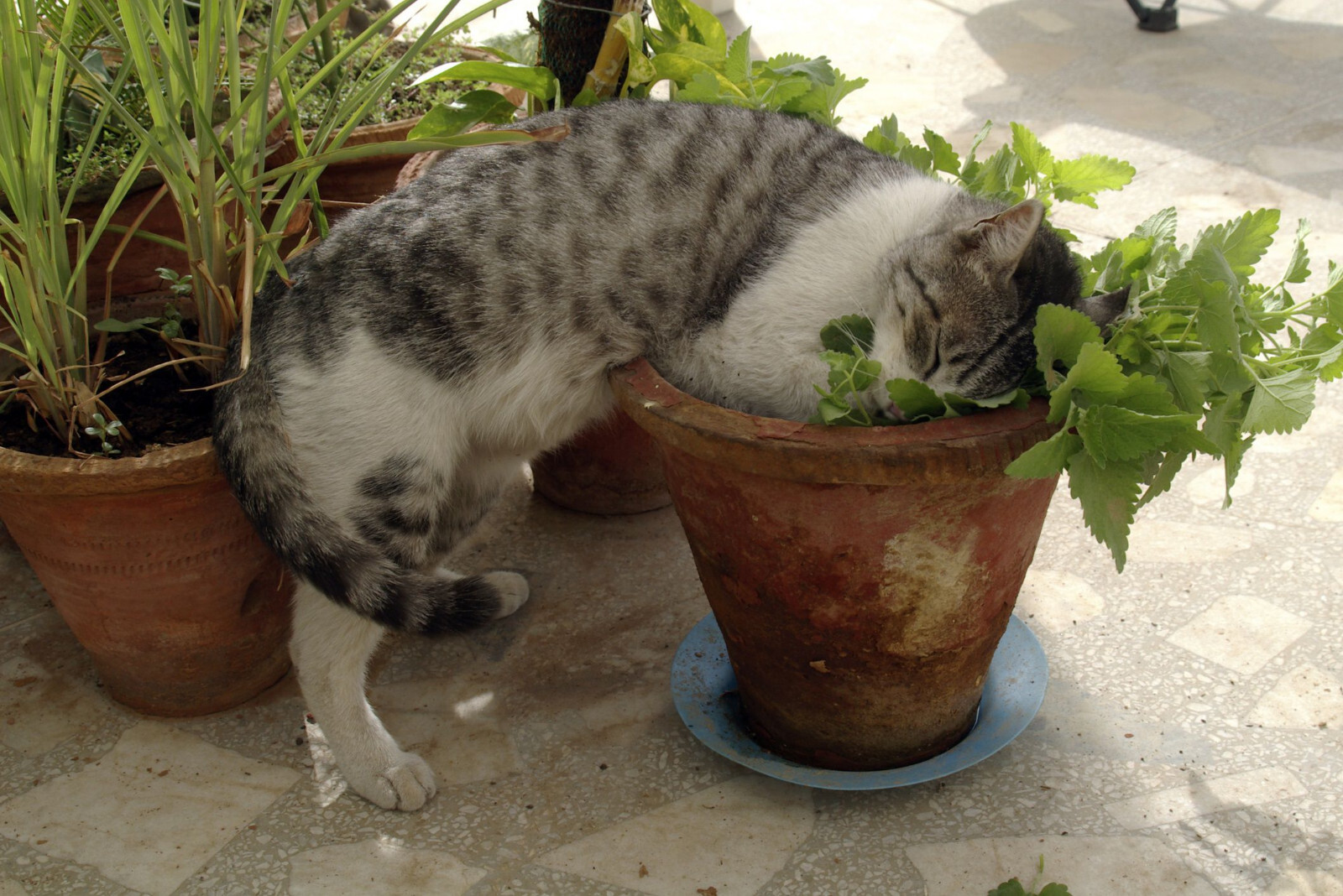 500 CATNIP SEEDS NON – GMO FRESH GARDEN HARVEST HERBS