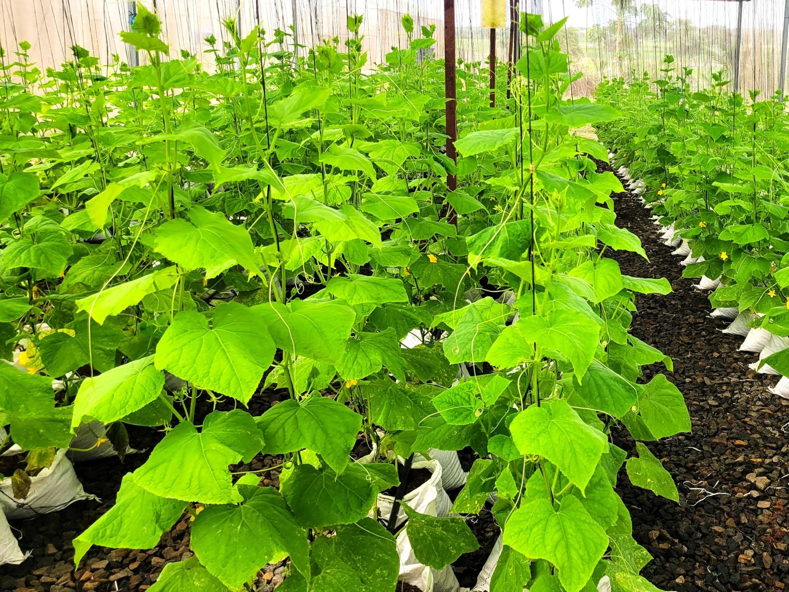 TomorrowSeeds – English Telegraph Improved Burpless Cucumber 30+ Count