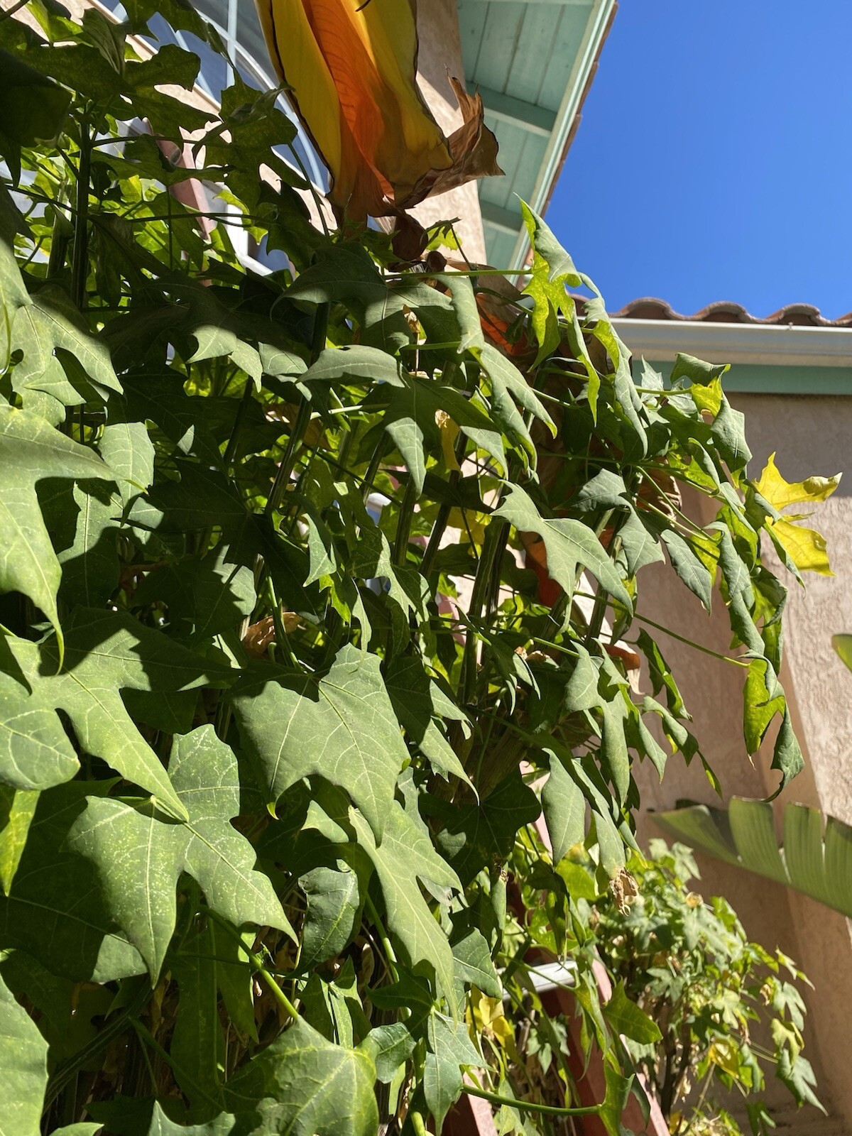 Chaya Plant, Tree Spinach, Superfood (5-8cuttings, About 10” ) Butterfly Bush